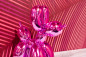 Preview: Dekofigur Poodle rosa